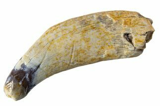 Cretaceous Fossil Mammal Partial Tooth - Montana #341154