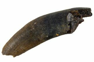 Cretaceous Fossil Mammal Partial Tooth - Montana #341156