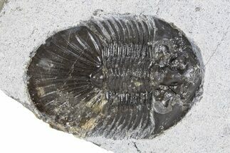 Bargain, Scabriscutellum Trilobite - Morocco #341287