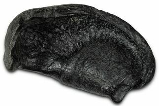 Large Fossil Whale Ear Bone - South Carolina #340256