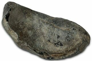 Large Fossil Whale Ear Bone - South Carolina #340258