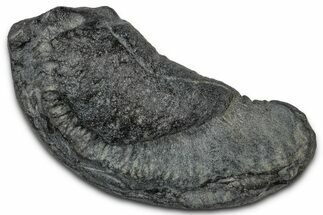 Large Fossil Whale Ear Bone - South Carolina #340262