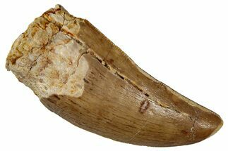 Serrated, Carcharodontosaurus Tooth - Real Dinosaur Tooth #341273