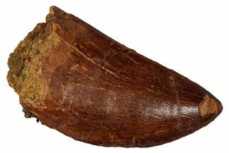 Serrated, Carcharodontosaurus Tooth - Real Dinosaur Tooth #341278