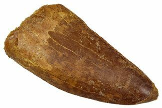 Serrated, Carcharodontosaurus Tooth - Real Dinosaur Tooth #341349