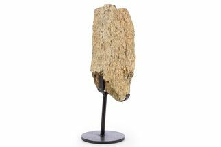 Fossil Triceratops Limb Section w/ Metal Stand - South Dakota #340078