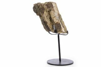 Fossil Triceratops Limb Section w/ Metal Stand - South Dakota #340079
