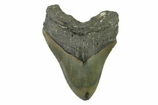 Serrated, Fossil Megalodon Tooth - North Carolina #338466