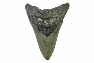 Fossil Megalodon Tooth - North Carolina #338480