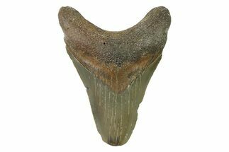 Fossil Megalodon Tooth - North Carolina #338531