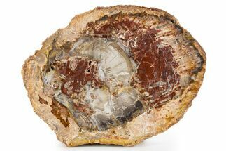 Polished Petrified Wood (Araucaria) Round - Madagascar #341581