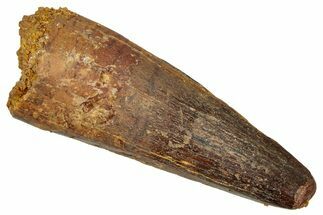 Fossil Spinosaurus Tooth - Real Dinosaur Tooth #340672