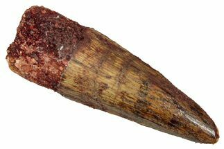 Fossil Spinosaurus Tooth - Real Dinosaur Tooth #340675