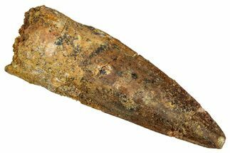 Fossil Spinosaurus Tooth - Real Dinosaur Tooth #340679