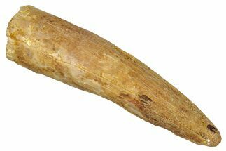 Bargain, Fossil Spinosaurus Tooth - Real Dinosaur Tooth #340681