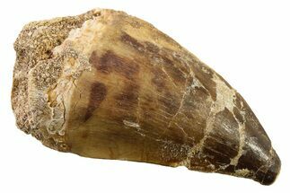 Fossil Mosasaur (Thalassotitan) Tooth - Morocco #341479