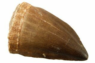 Recently Added For Sale