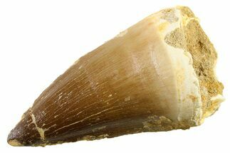 Fossil Mosasaur (Thalassotitan) Tooth - Morocco #341506