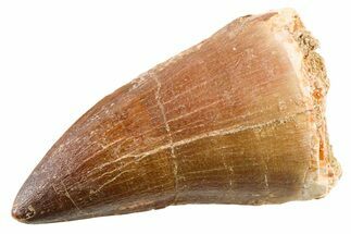 Fossil Mosasaur (Thalassotitan) Tooth - Morocco #341515