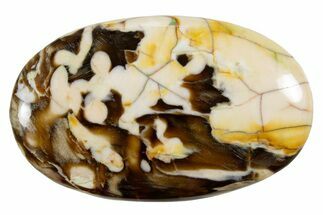 Polished Petrified Peanut Wood - Australia #341897