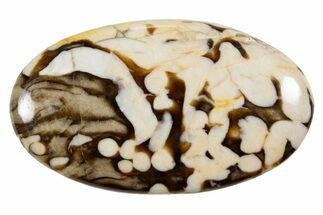 Polished Petrified Peanut Wood - Australia #341901
