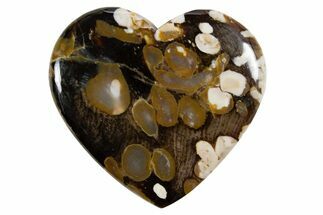 Polished Petrified Peanut Wood Heart - Australia #341906