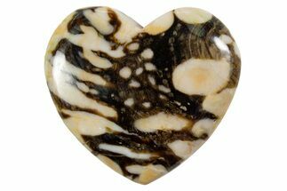 Polished Petrified Peanut Wood Heart - Australia #341908