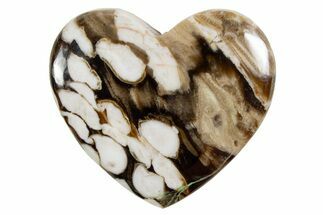 Polished Petrified Peanut Wood Heart - Australia #341913