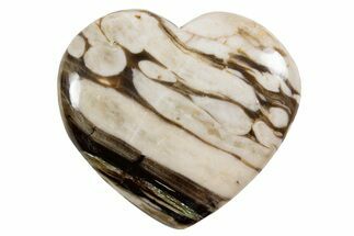Polished Petrified Peanut Wood Heart - Australia #341914