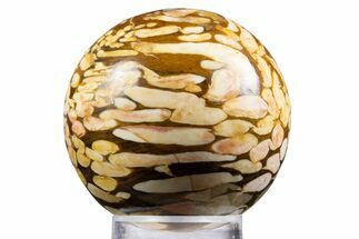 Polished Petrified Peanut Wood Sphere - Australia #341923