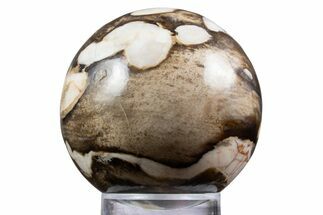 Polished Petrified Peanut Wood Sphere - Australia #341926