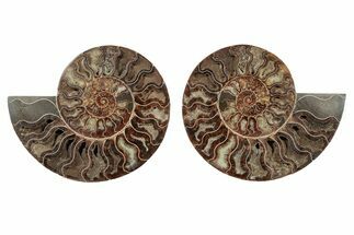 Large, Cut & Polished Ammonite Fossil - Deep Crystal Pockets #342134