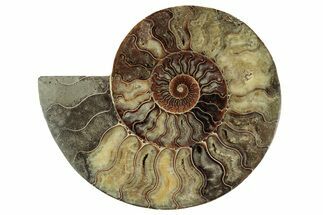 Cut & Polished Ammonite Fossil (Half) - Madagascar #342137