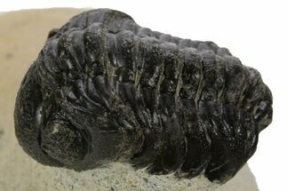 Bargain, \ Morocops Trilobite - Ofaten, Morocco #341314