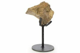 Fossil Triceratops Prezygapophysis w/ Metal Stand - South Dakota #339984