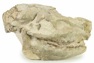 Fossil Horse (Mesohippus) Skull - Nebraska #342181