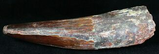 Huge Spinosaurus Tooth - Great Preservation #18569