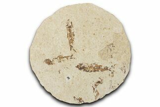 Fossil Fish (Knightia) Mortality Plate - Wyoming #339022