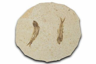 Fossil Fish (Knightia) Mortality Plate - Wyoming #339028