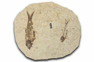Fossil Fish (Knightia) Mortality Plate - Wyoming #339037