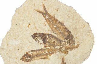 Fossil Fish (Knightia) Mortality Plate - Wyoming #339040