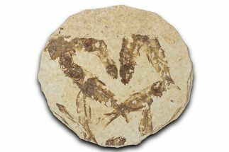 Fossil Fish (Knightia) Mortality Plate - Wyoming #339048