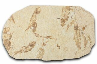 Fossil Fish (Knightia) Mortality Plate - Wyoming #339056