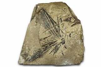 Fossil Fish (Cimolichthys) Caudal Fin - Kansas #342168
