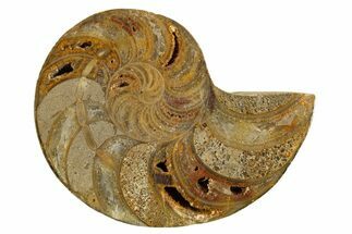Cut & Polished Jurassic Nautilus Fossil (Half) - Madagascar #339271