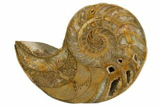 Cut & Polished Jurassic Nautilus Fossil (Half) - Madagascar #339274