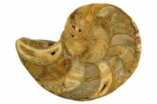 Cut & Polished Jurassic Nautilus Fossil (Half) - Madagascar #339277