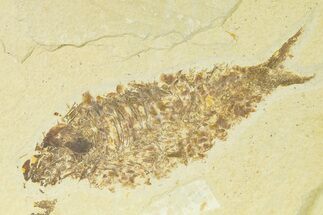Bargain, Fossil Fish (Knightia) - Wyoming #333784