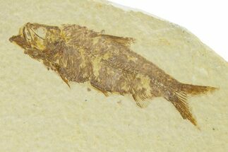 Detailed Fossil Fish (Knightia) - Wyoming #333861