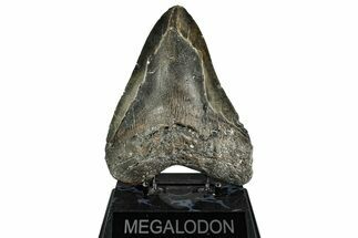Huge, Fossil Megalodon Tooth - North Carolina #342153